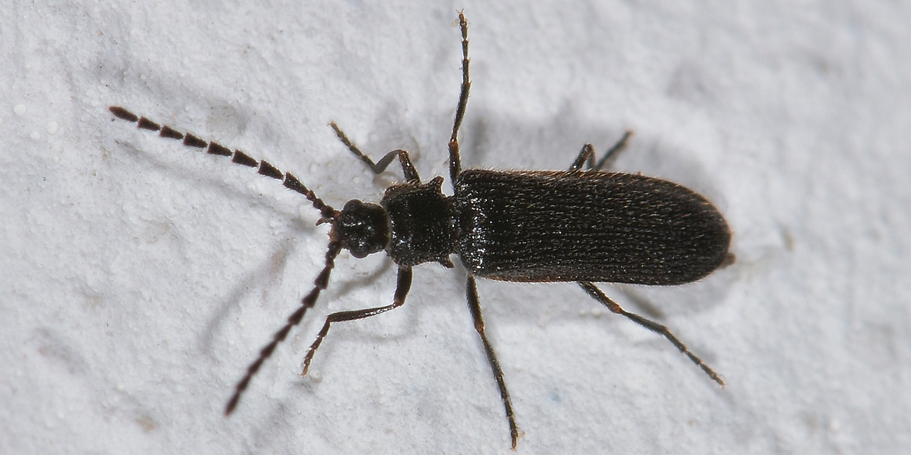 Omalisidae:  Phaeopterus sp.?  Phaeopterus unicolor, maschio